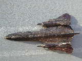 Click to see i101.jpg